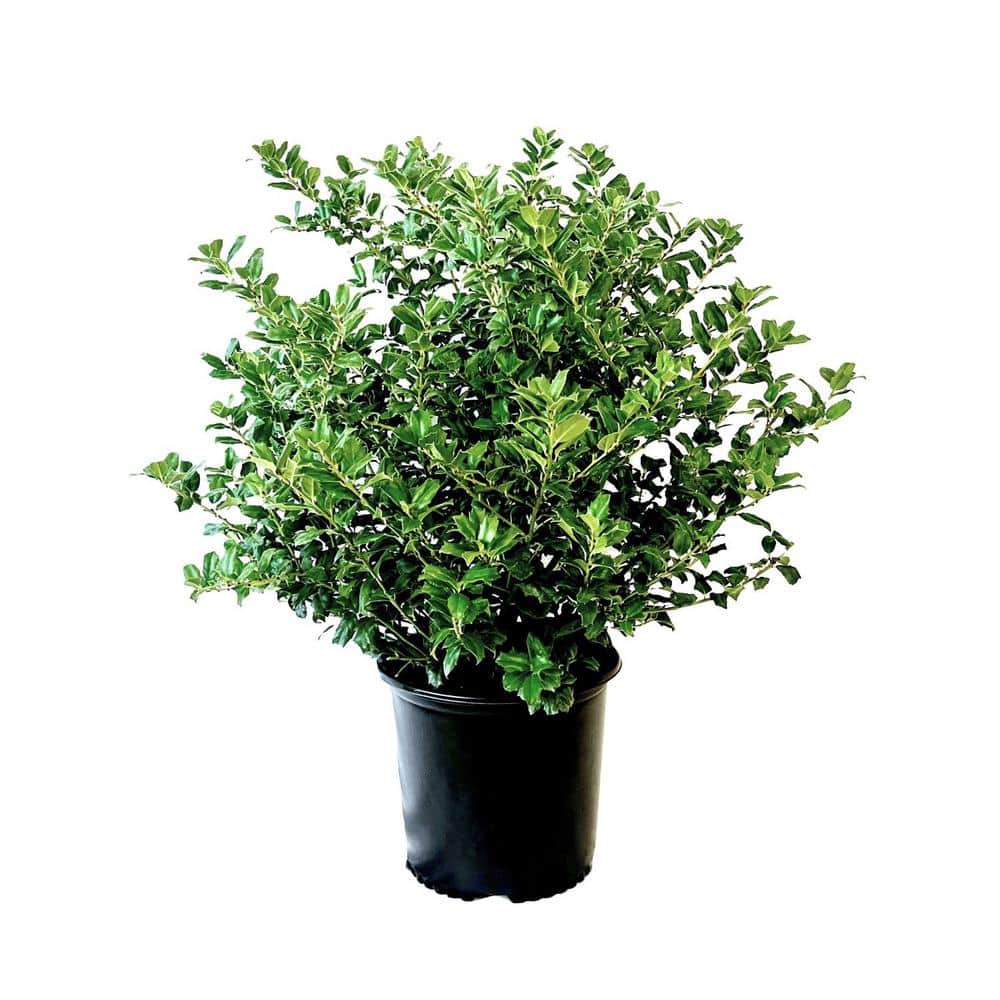 2.25 Gal. China Boy Holly Ilex x Meserveae ‘China Boy’ Evergreen Live Shrub - Hercitys