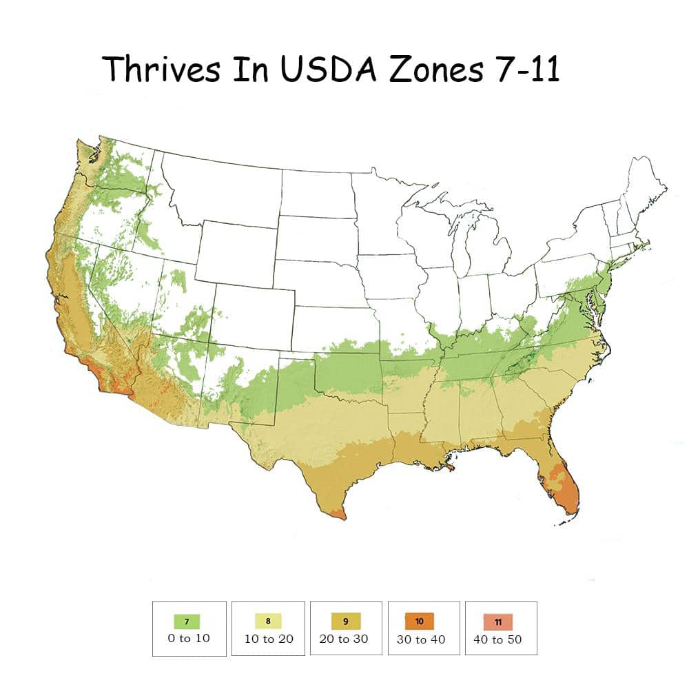 2 Gal. Rosemary Evergreen Plant with Pale Blue to White Flowers - Hercitys