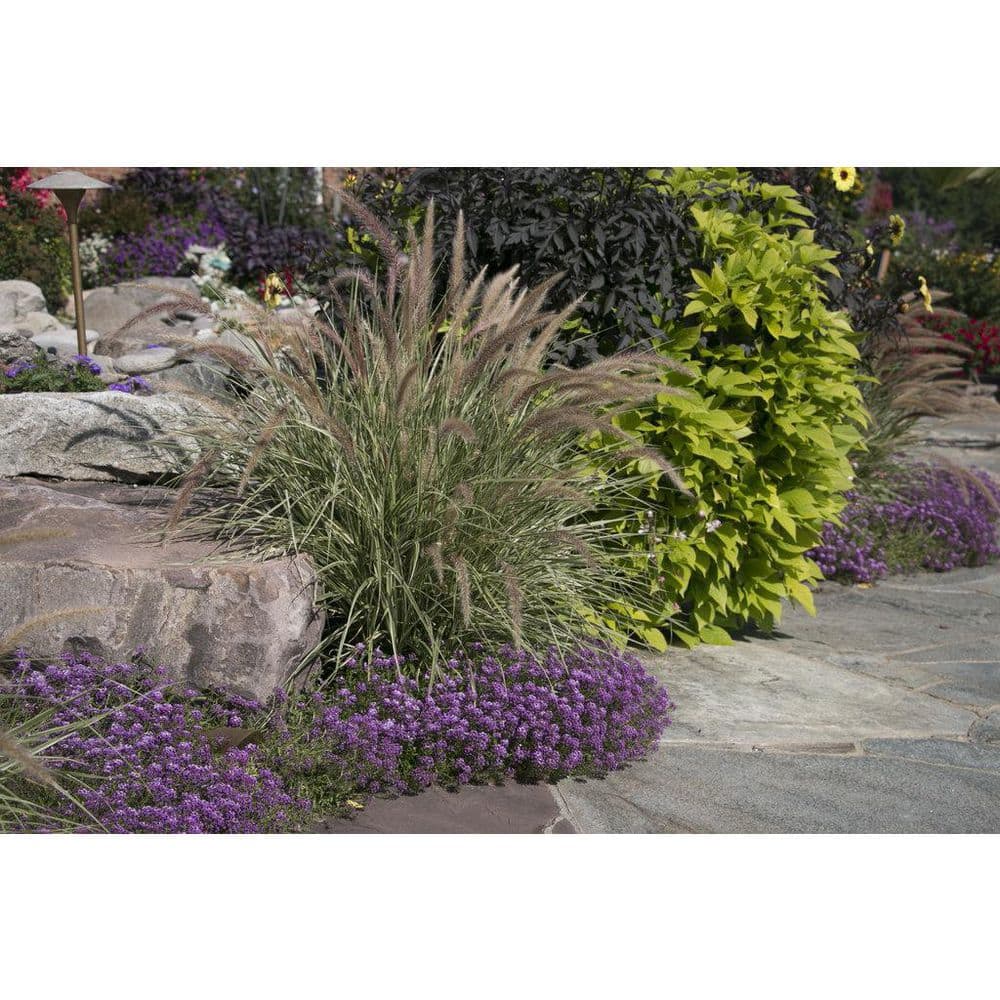 4.25 in. Eco+Grande, Violet Knight Sweet Alyssum (Lobularia), Live Plant, Purple Flowers (4-Pack) - Hercitys