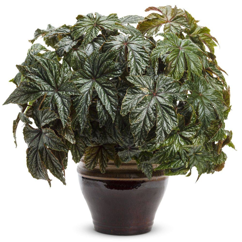 4.25 in. Eco+Grande Pegasus (Begonia) Live Plant, Green and Silver Foliage (4-Pack) - Hercitys