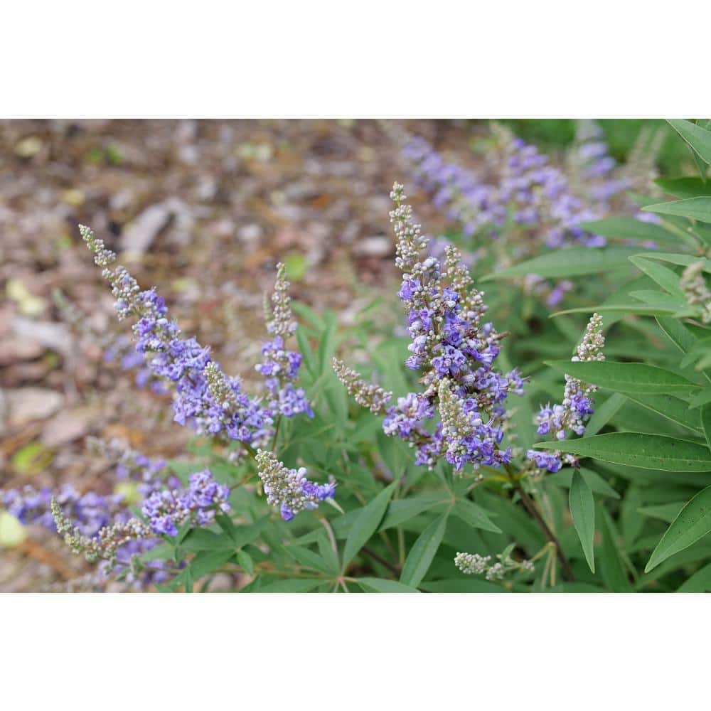 4.5 in. qt. Rock Steady Chastetree (Vitex agnus-Castus) Live Flowering Shrub with Purple Flowers - Hercitys