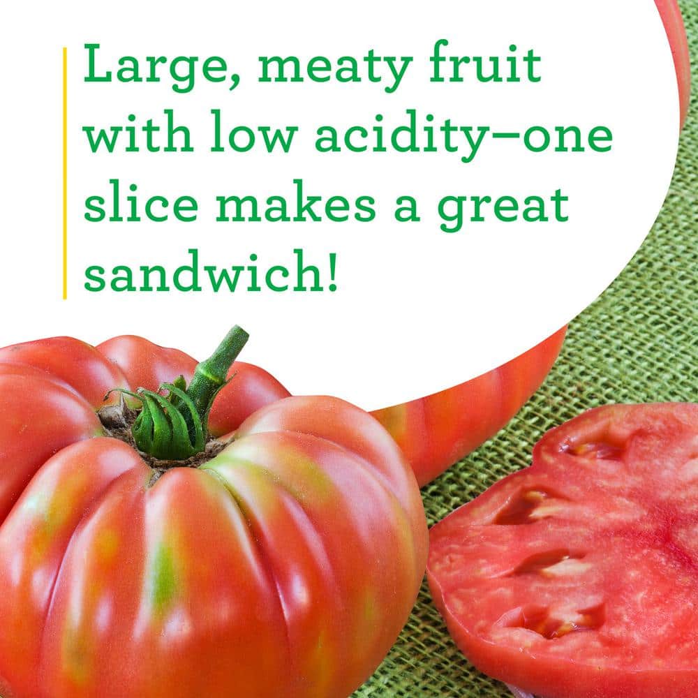 19 oz. German Queen Heirloom Tomato Plant (2-Pack) - Hercitys