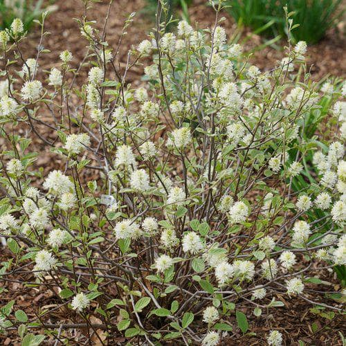 4.5 in. Qt. Legend Of The Small Bottlebrush (Fothergilla) Live Shrub, White Flowers - Hercitys