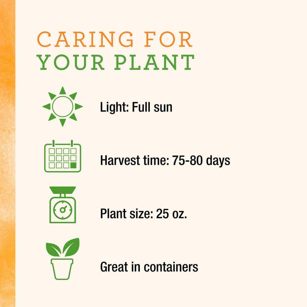 25 oz. Carmen Italian Sweet Pepper Plant (2-Pack) - Hercitys