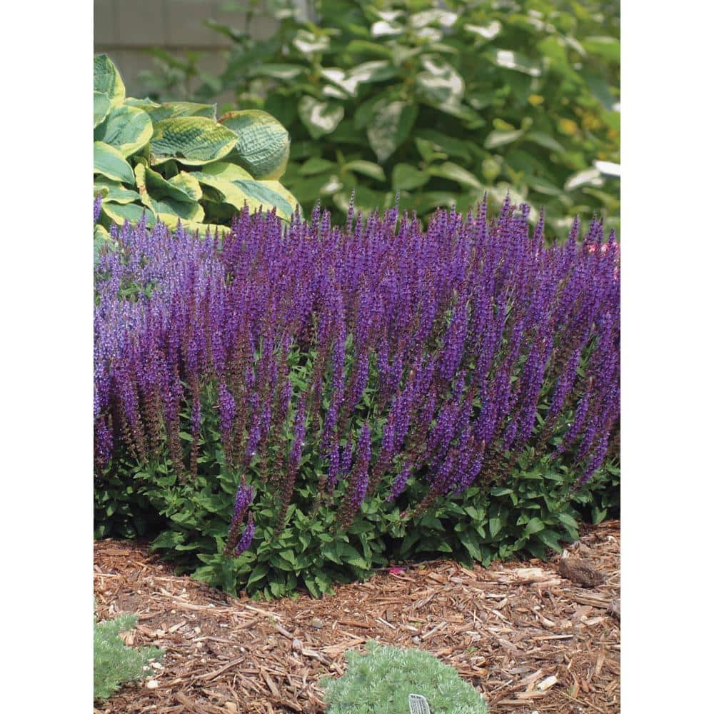 3 Gal. East Friesland Salvia Live Flowering Full Sun Perennial Plant with Violet Blue Flowers - Hercitys
