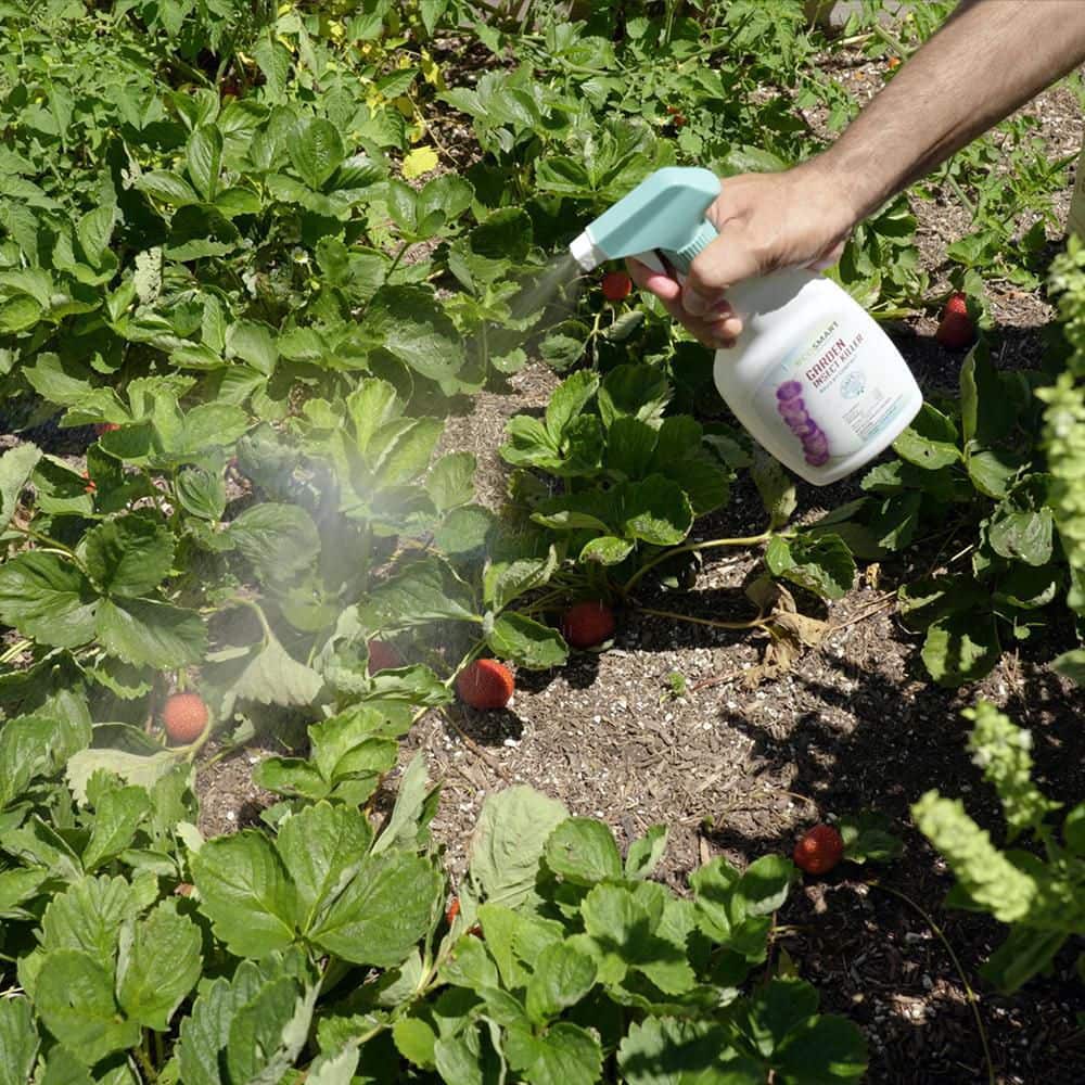 24 oz. Natural Garden Insect Killer with Plant-Based Rosemary Oil and Peppermint Oil, Ready-to-Use Spray Bottle (2-Pack) - Hercitys