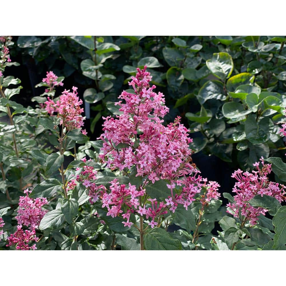 4.5 in. qt. Boomerang Ballet Reblooming Lilac (Syringa) Live Flowering Shrub with Pink Flowers - Hercitys