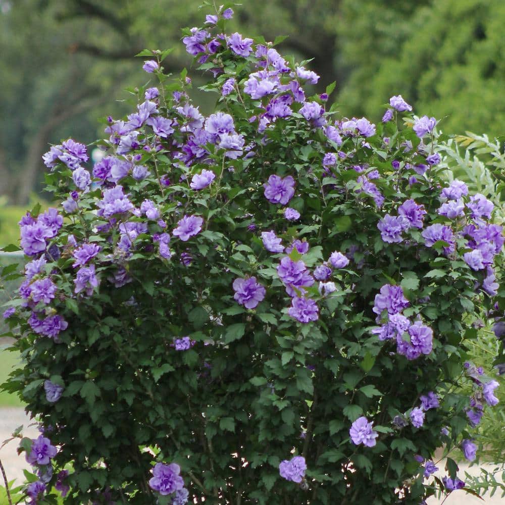 2 Gal. Hibiscus Blueberry Smoothie Shrub with Purple Flowers - Hercitys