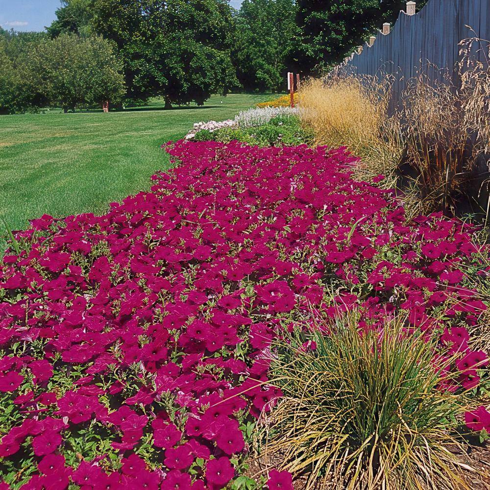 4 in. Purple Classic Wave Petunia Annual Plant with Purple Flowers (3-Pack) - Hercitys