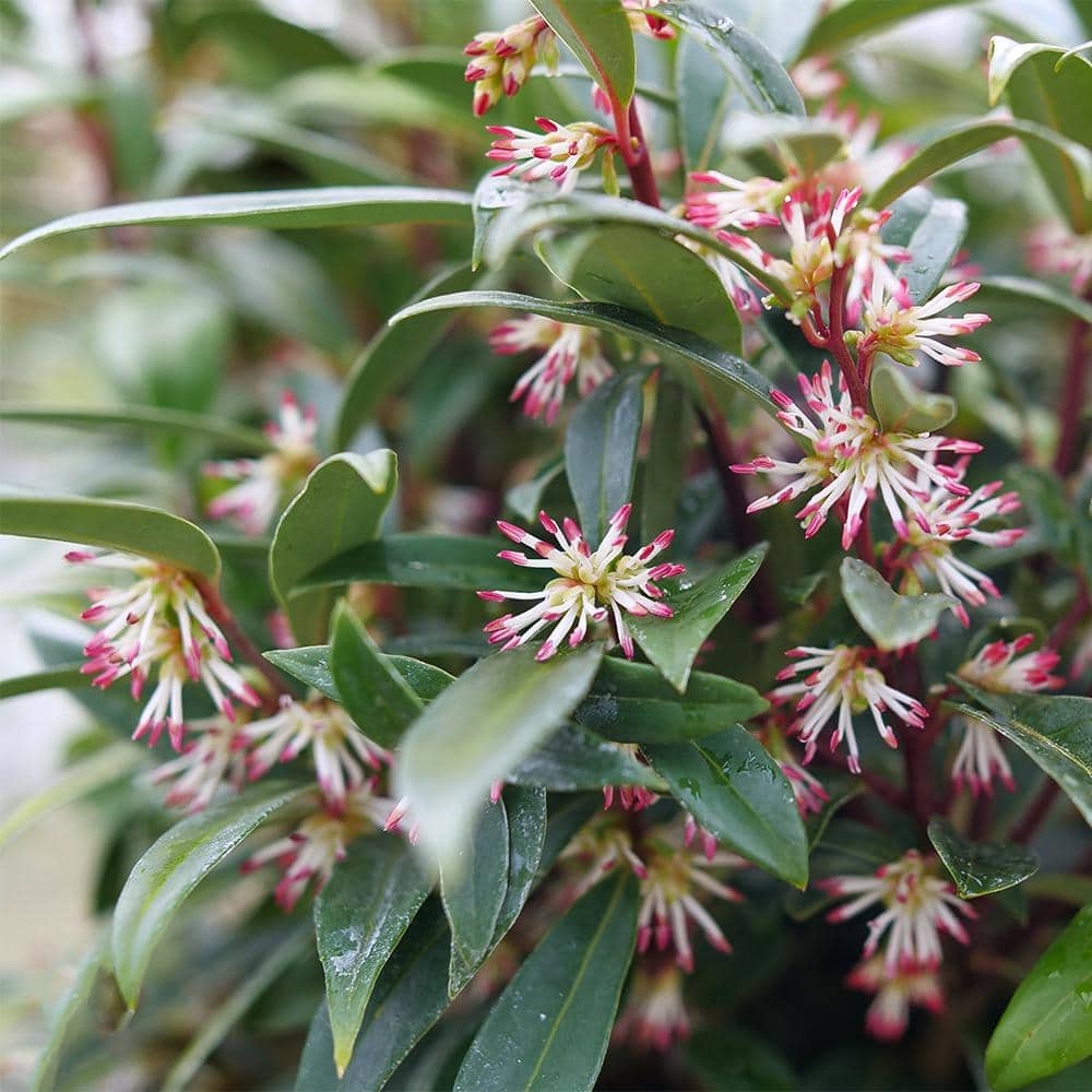 2 Gal. Sweet and Low Sweet Box Shrub - Hercitys
