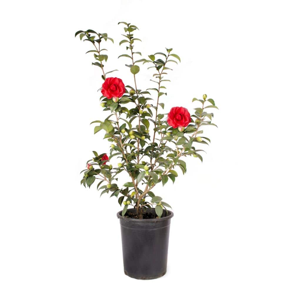 #5 Container Tom Knudsen Camellia Plant - Hercitys