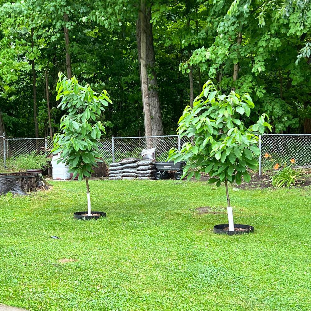 10 in. W x 150 ft. L Black Recycled Flexible HDPE Coiled Terrace Board Landscape Edging Against Invading Weeds - Hercitys