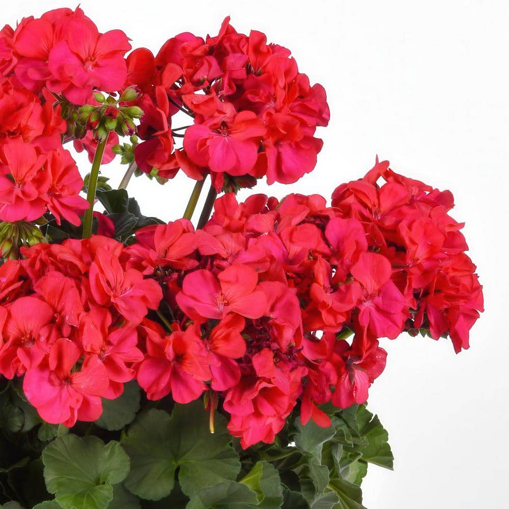 4 in. Geranium Solera Collection Annual Plant with Multicolor Flowers (4-Pack) - Hercitys