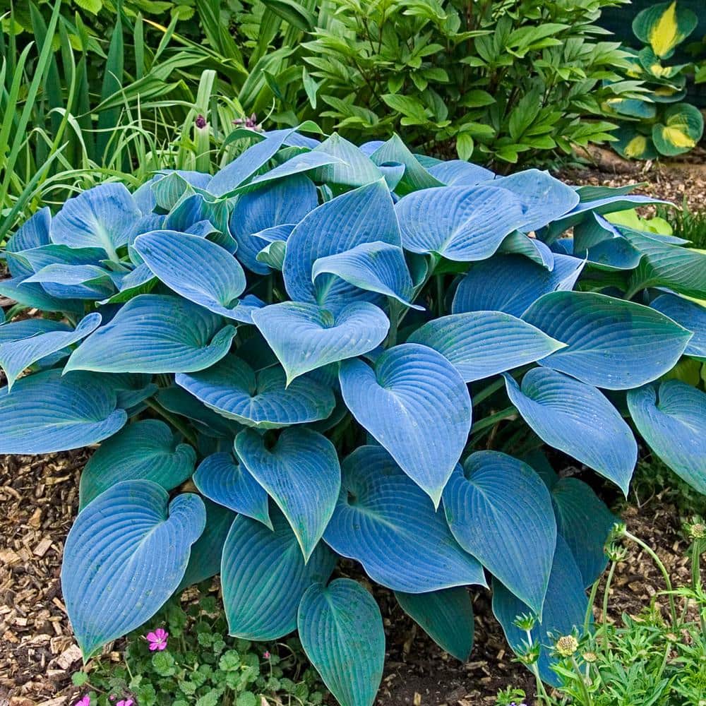 3 Gal. Pot, Halcyon Hosta Deciduous Perennial Plant (1-Pack) - Hercitys