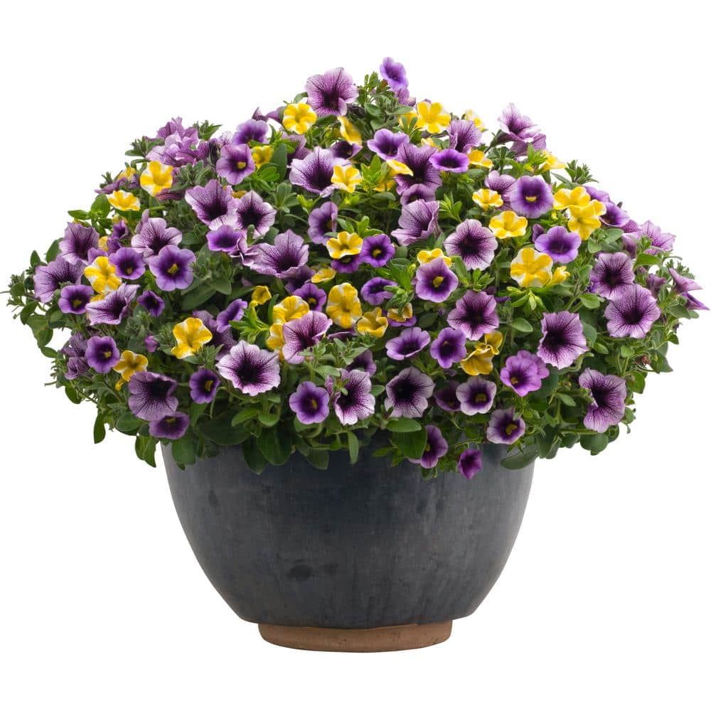 4.25 in. Eco+Grande, Superbells Blue Moon Punch (Calibrachoa) Live Plant Purple and Yellow Flowers (4-Pack) - Hercitys