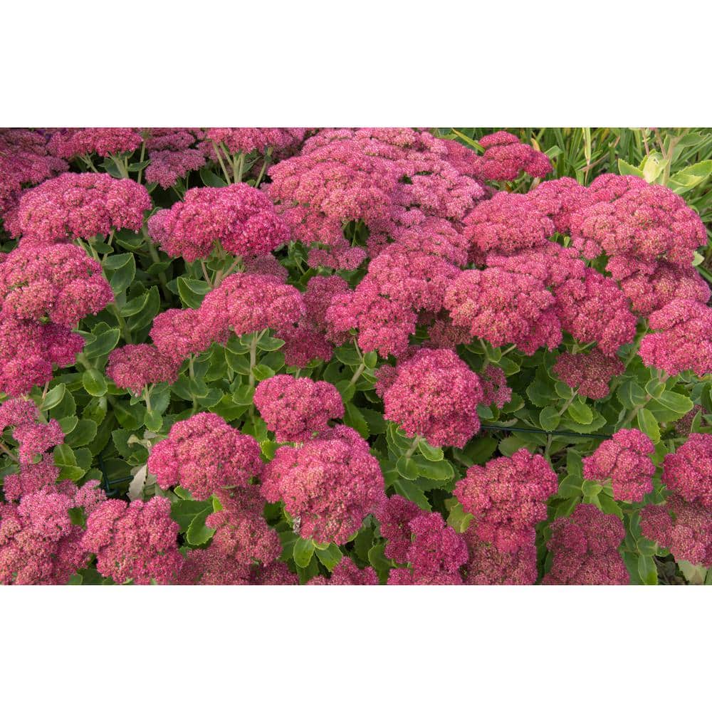1 Gal. Autumn Joy Stonecrop Shrub With Large Fall-Blooming Pink Flowers - Hercitys