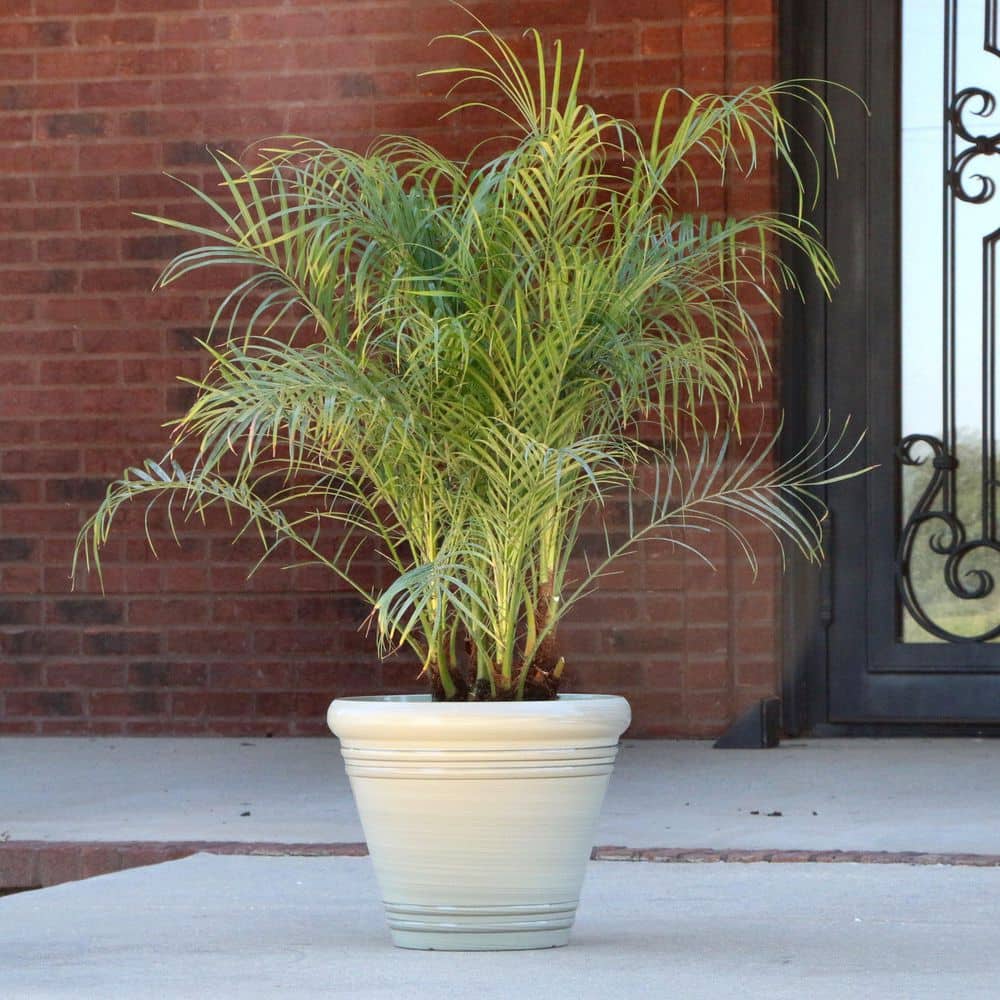 2 Gal. Robellini Palm Tree - Hercitys
