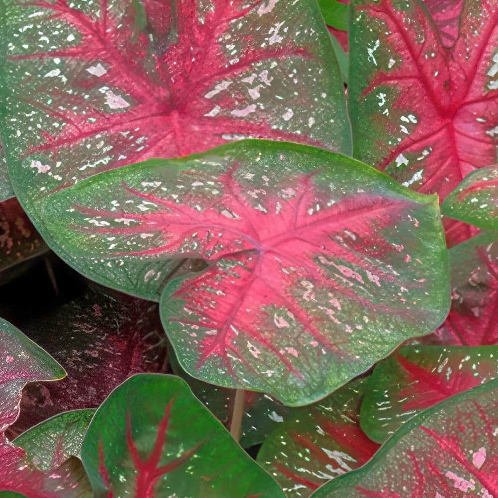 4 in. Caladium Party Punch Perennial Plant (3-Pack) - Hercitys