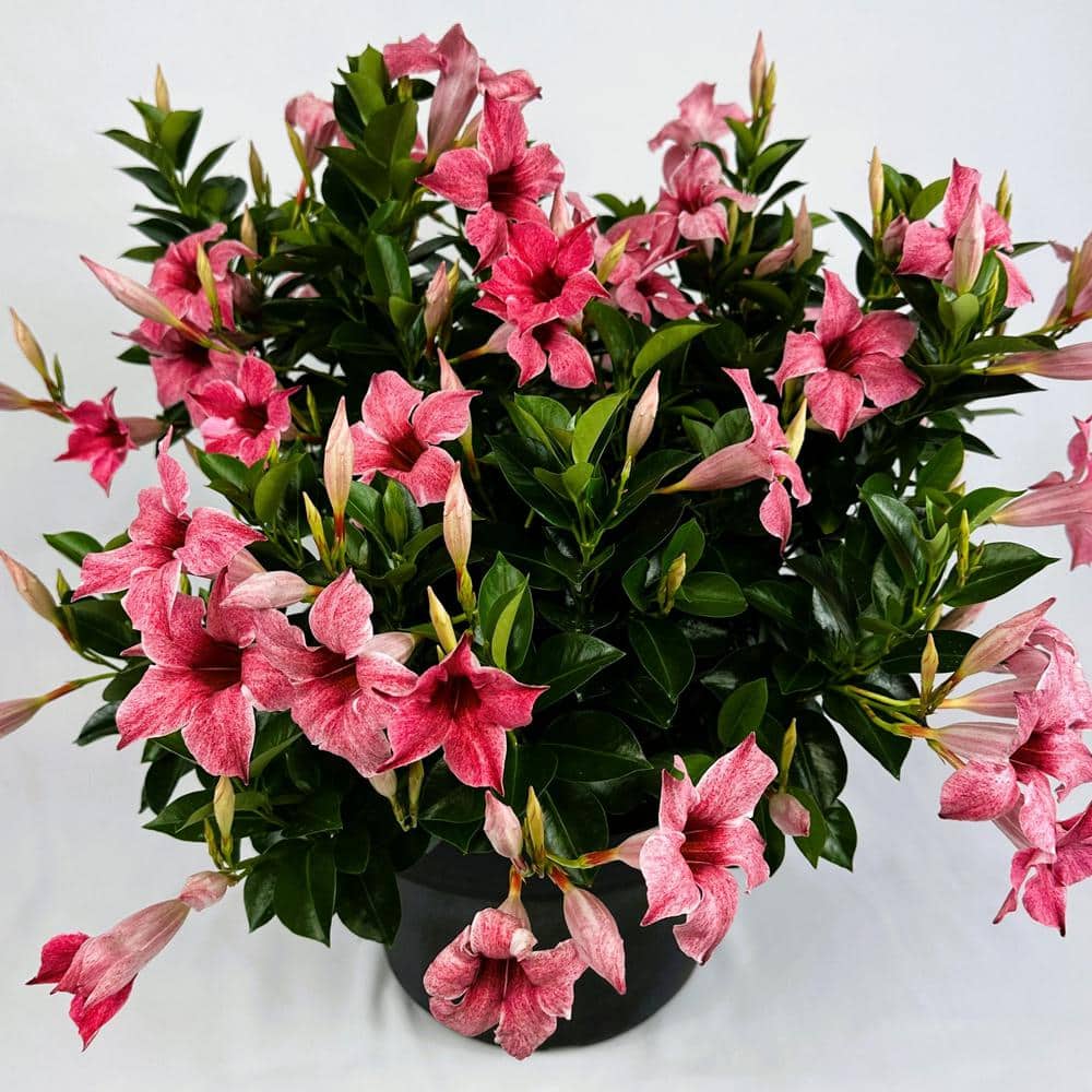 4 in. Mandevilla Blue and Pink Summer Trio Annual Plant with Blue and Pink Flowers (4-Pack) - Hercitys