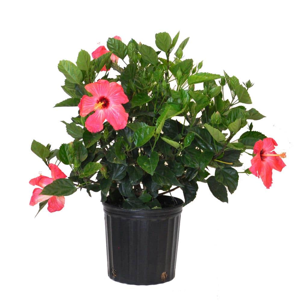 18 in. to 24 in. Tall Hibiscus Bush Pink Flowering Plant Outdoor Plant in 9.25 in. Grower Pot - Hercitys