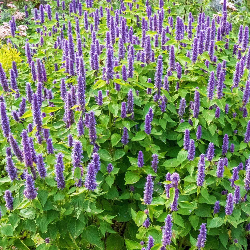 3.25 in. Little Adder Agastache Perennial Plant with Purple Flowers 3-Piece - Hercitys