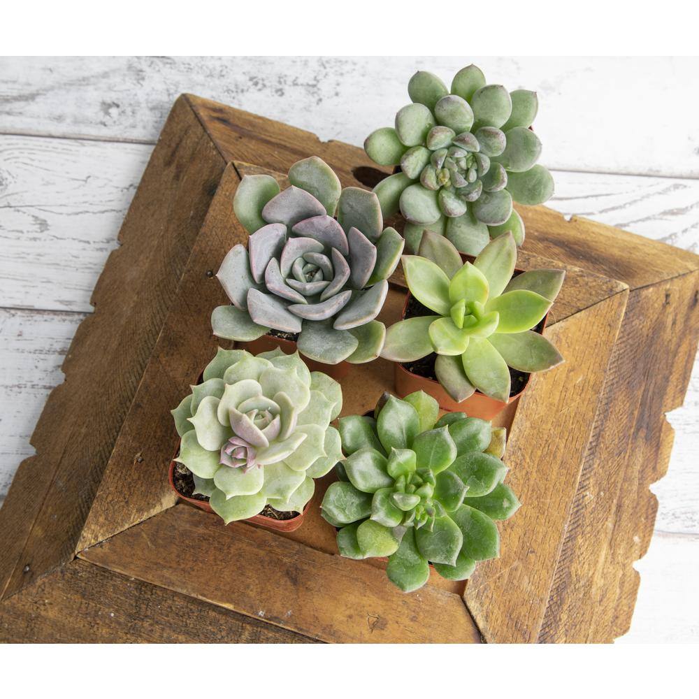 5 in. Succulent Garden in Deep Dish Terra Cotta Clay Planter - Hercitys