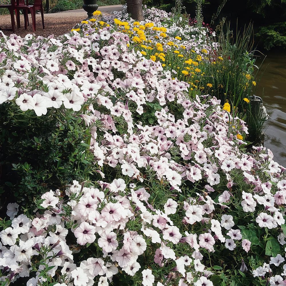 4 in. Silver Tidal Wave Petunia Annual Plant with Silver-White Flowers (3-Pack) - Hercitys