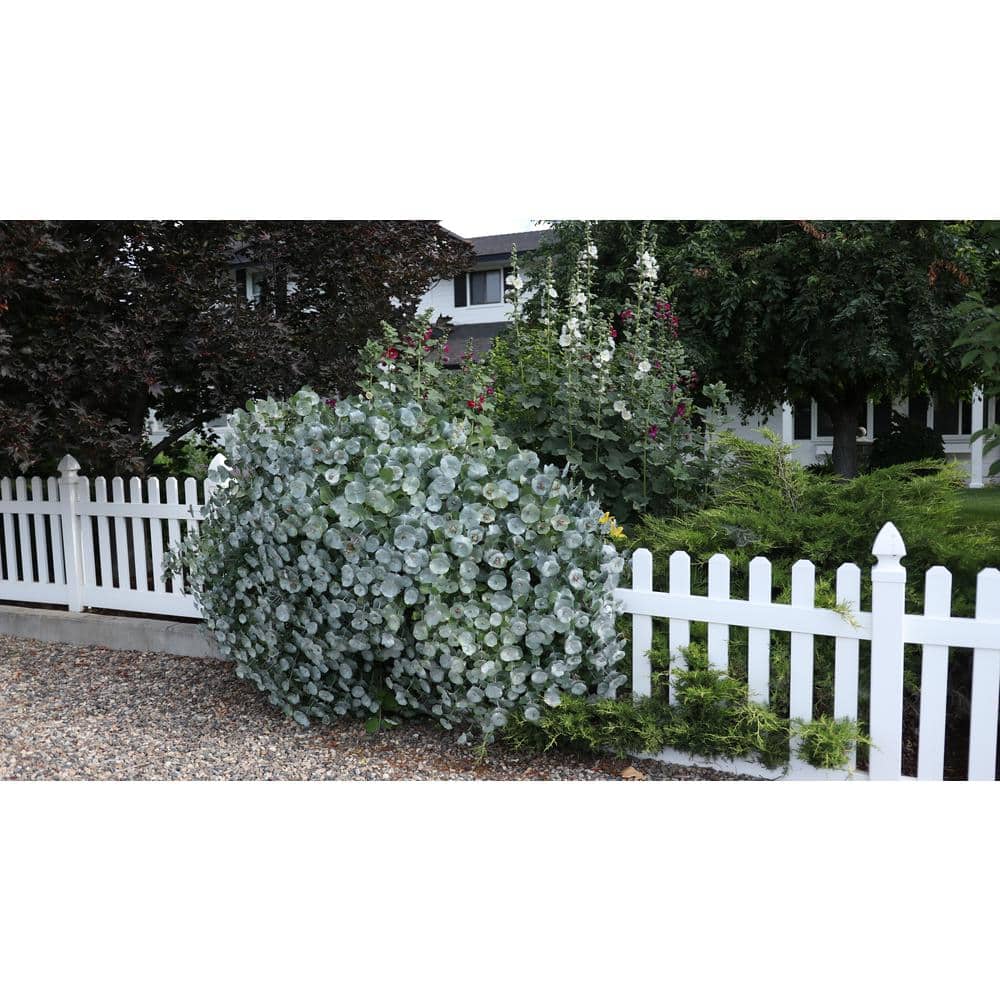 1 Gal. Kintzley’s Ghost Honeysuckle (Lonicera Reticulata) Live Flowering Shrub with Yellow and White Flowers - Hercitys