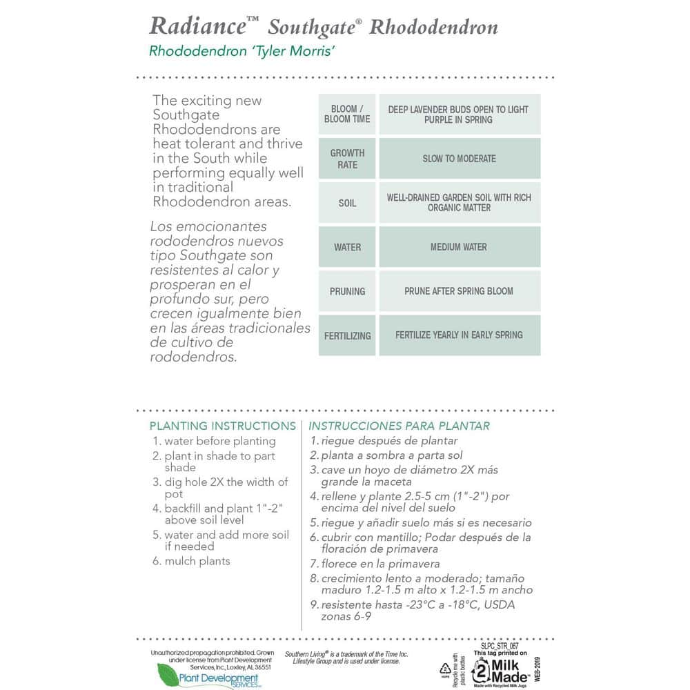2.5 Qt. Radiance Southgate Rhododendron, Live Evergreen Shrub, Deep Lavender Buds open to Light Purple Blooms - Hercitys