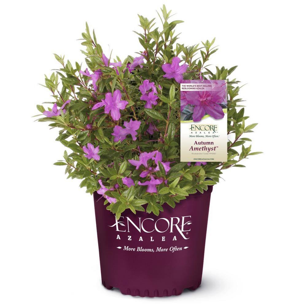 3 Gal. Autumn Amethyst Shrub with Small Magenta Purple Reblooming Flowers - Hercitys