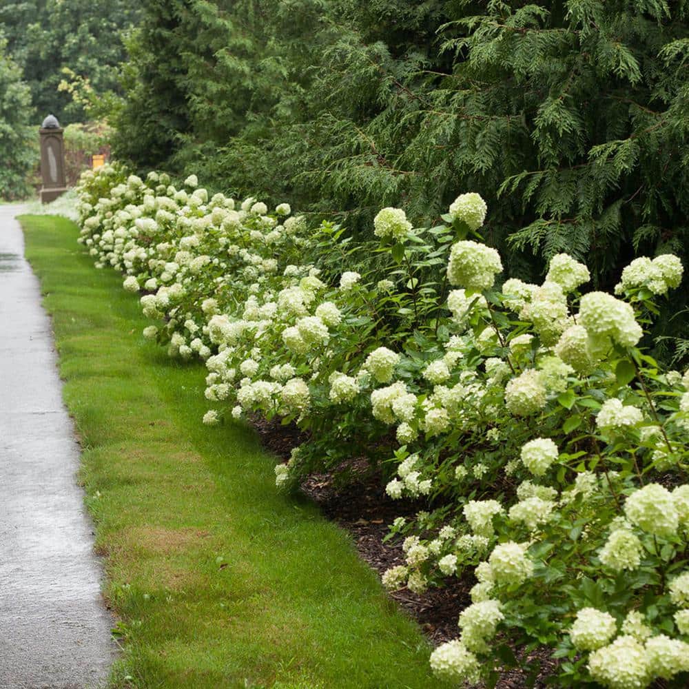 3 Gal. Little Lime Hydrangea (2-Pack) - Hercitys