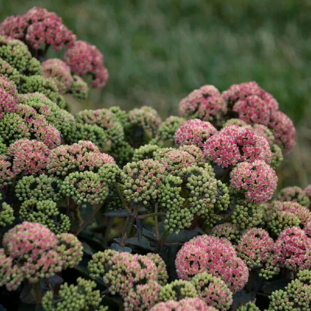 4.5 in. Qt. Rock N Grow Coraljade Stonecrop (Sedum), Live Plant, Pink Flowers and Green Foliage - Hercitys