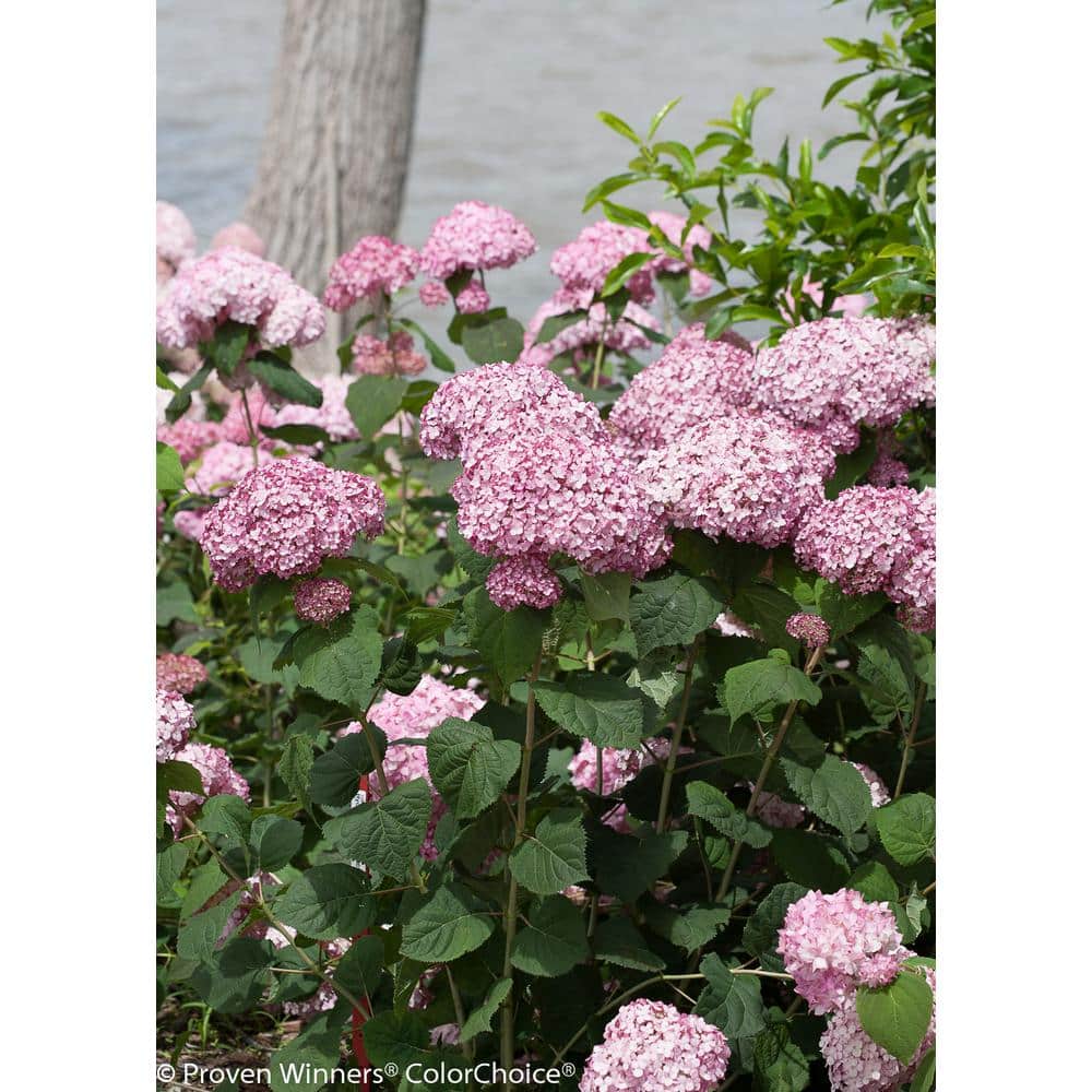 4.5 in. qt. Incrediball Blush Smooth Hydrangea (Arborescens), Live Shrub, Light Pink Flowers - Hercitys