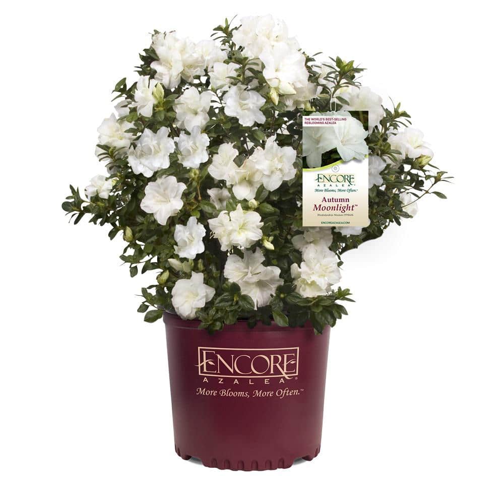1 Gal. Autumn Moonlight – White Re-Blooming Compact Evergreen Shrubs - Hercitys