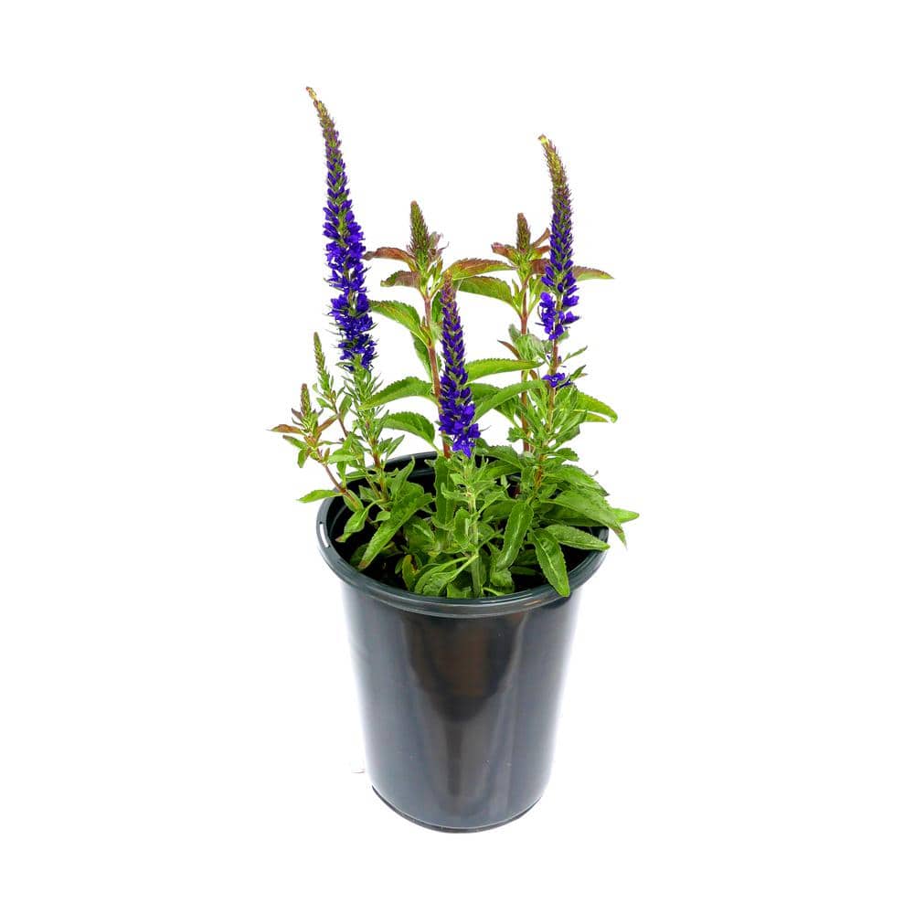 2.5 Qt. Perennial Salvia nemorosa Blue (1-Pack) - Hercitys