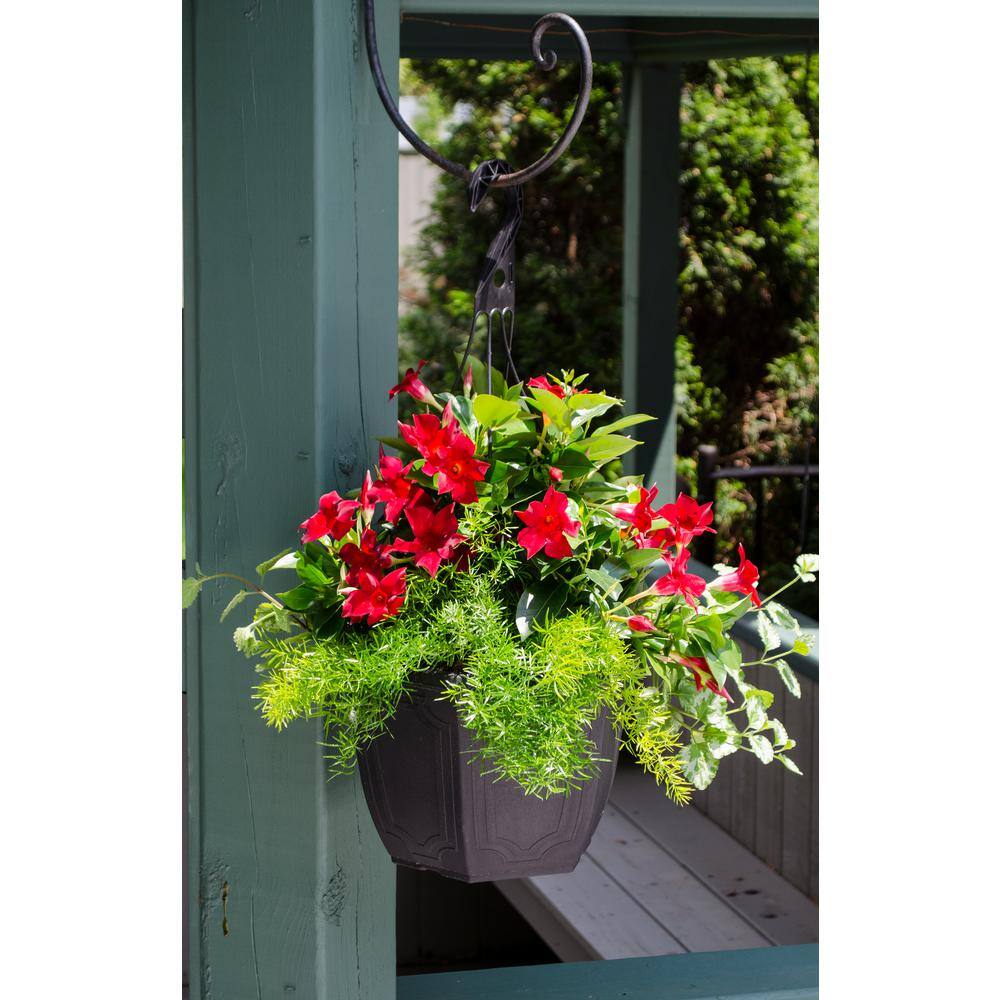 1.5 Pint Dipladenia Flowering Annual Shrub with Red Flowers (4-Pack) - Hercitys