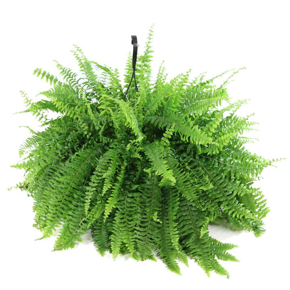 10 in. Boston Fern Nephrolepis Exaltata Annual Plant Hanging Basket (1-Pack) - Hercitys