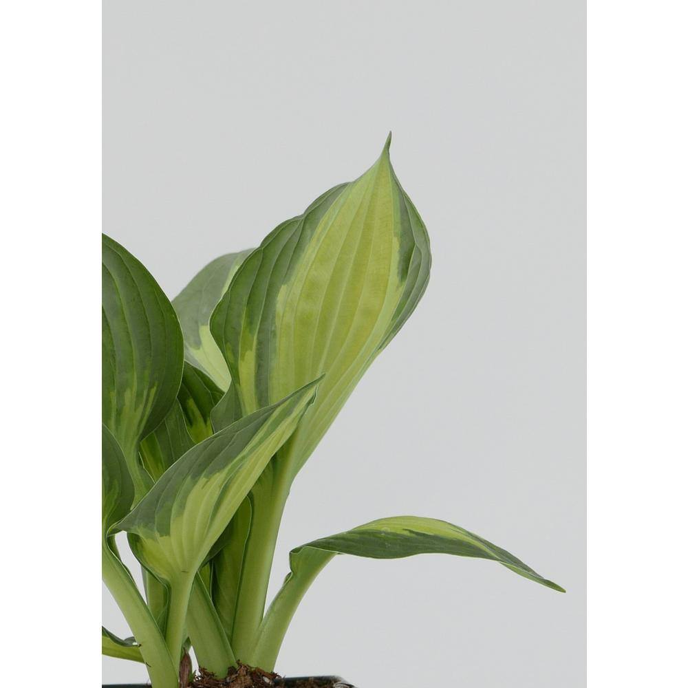 2.5 Qt. Hosta Whirlwind Perennial (2-Pack) - Hercitys