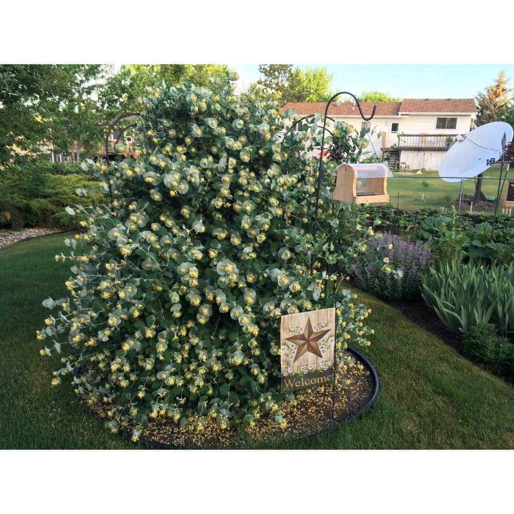 4.5 in. Quartz Kintzley’s Ghost Honeysuckle (Lonicera Reticulata) Live Flowering Shrub with Yellow and White Flowers - Hercitys