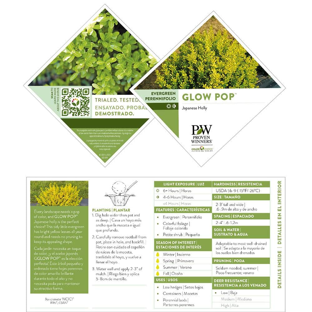 2 Gal. Glow Pop Holly Shrub - Hercitys