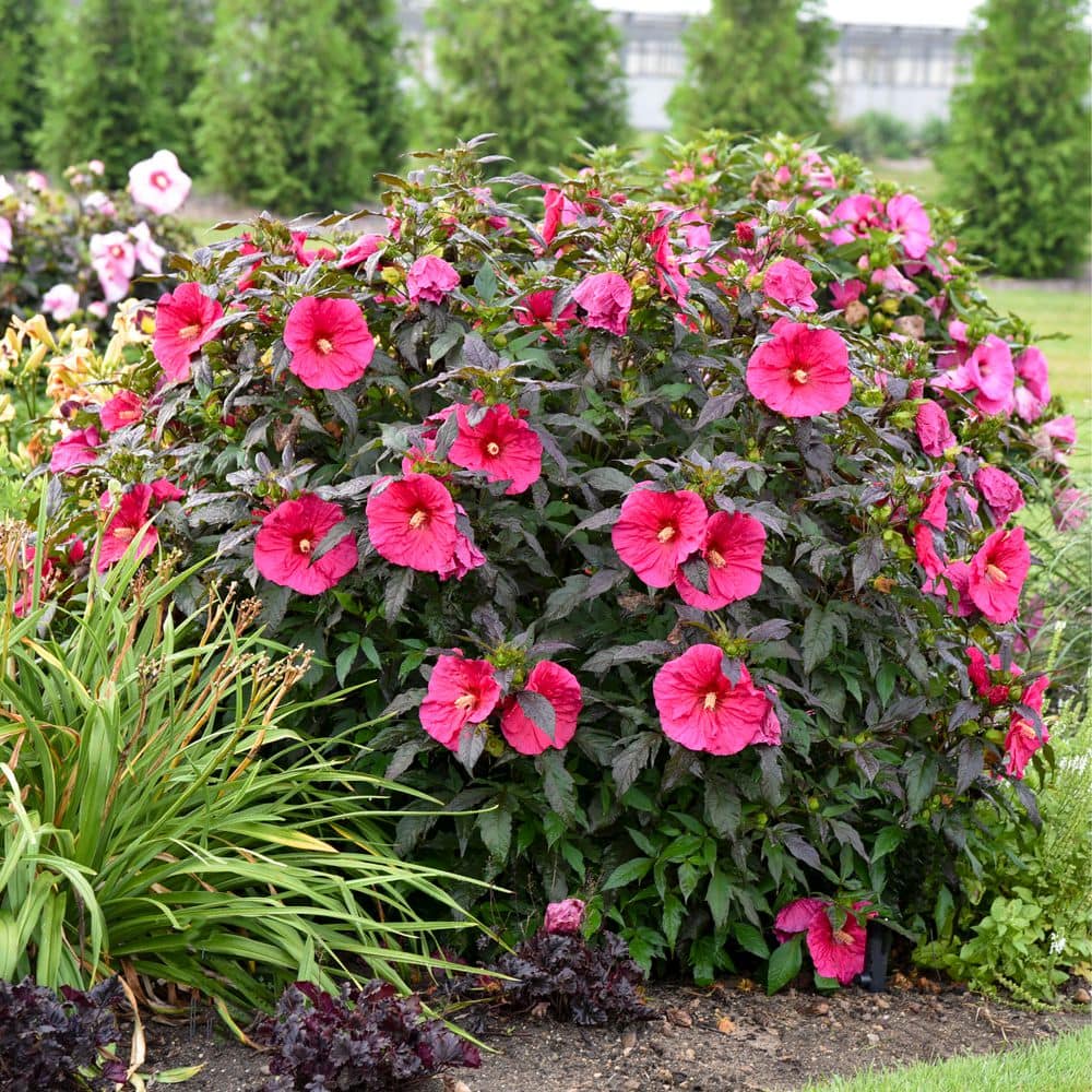 2 Gal. Summerific Evening Rose Rose Mallow (Hibiscus Hybrid) Live Perennial Plant with Pink Flowers - Hercitys