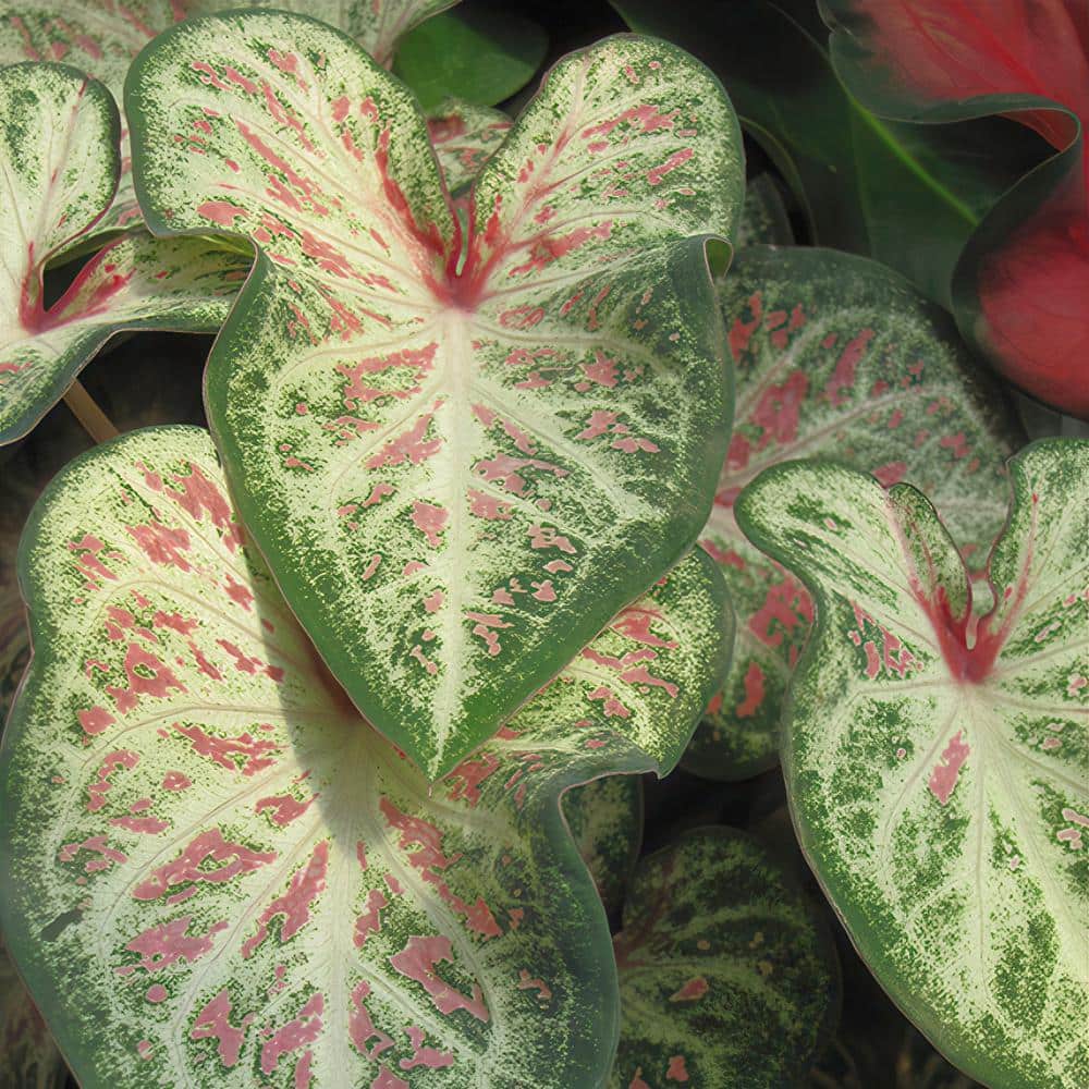 4 in. Caladium Candyland Perennial Plant (3-Pack) - Hercitys