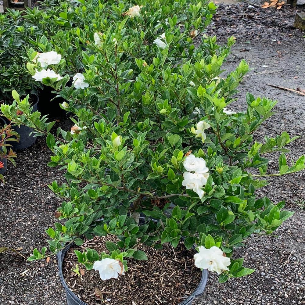 3 Gal. Veitchii Gardenia Flowering Shrub With White Blooms - Hercitys