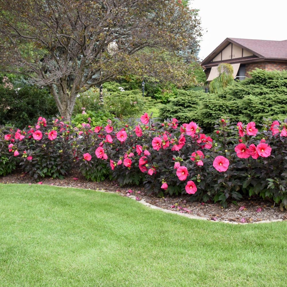 2 Gal. Summerific Evening Rose Rose Mallow (Hibiscus Hybrid) Live Perennial Plant with Pink Flowers - Hercitys
