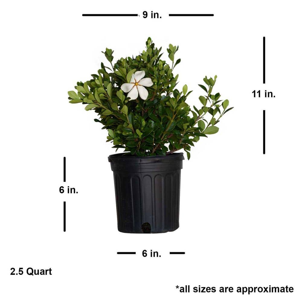 2.5 Qt. Kleim’s Hardy Daisy Gardenia, Live Evergreen Shrub, White Fragrant Blooms - Hercitys