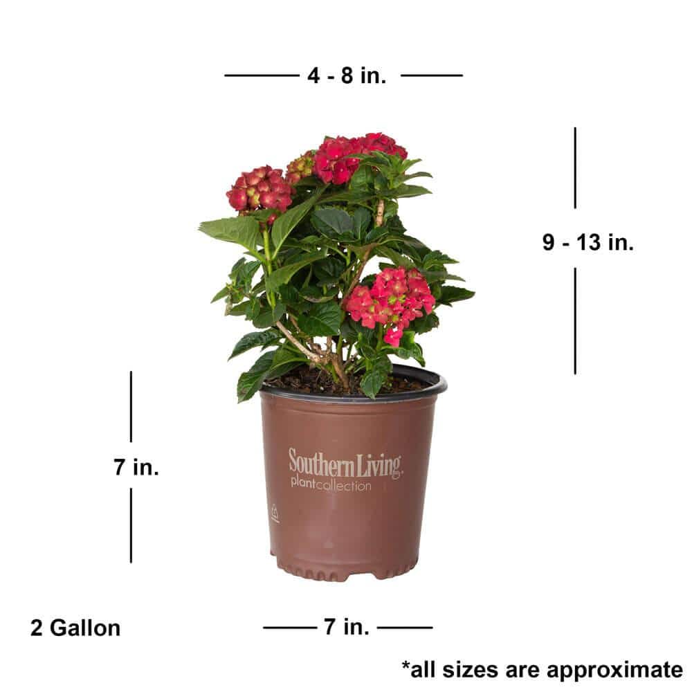 2 Gal. Heart Throb Hydrangea Shrub, Live Blooming Plant with Cherry Red Flowers - Hercitys