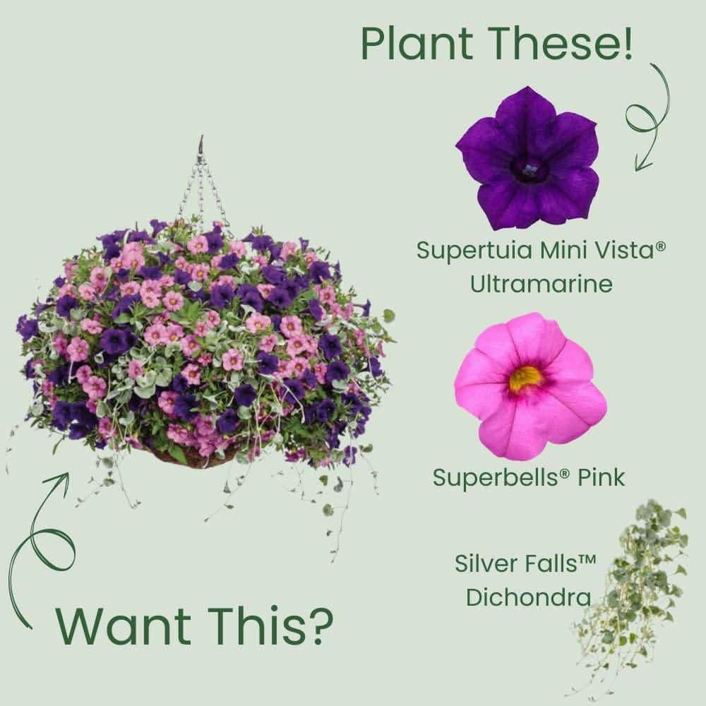 4.25 in. Eco+ Grande Supertunia Mini Vista Ultramarine (Petunia Hybrid) Live Annual Plant with Blue Flowers 4-Pack - Hercitys