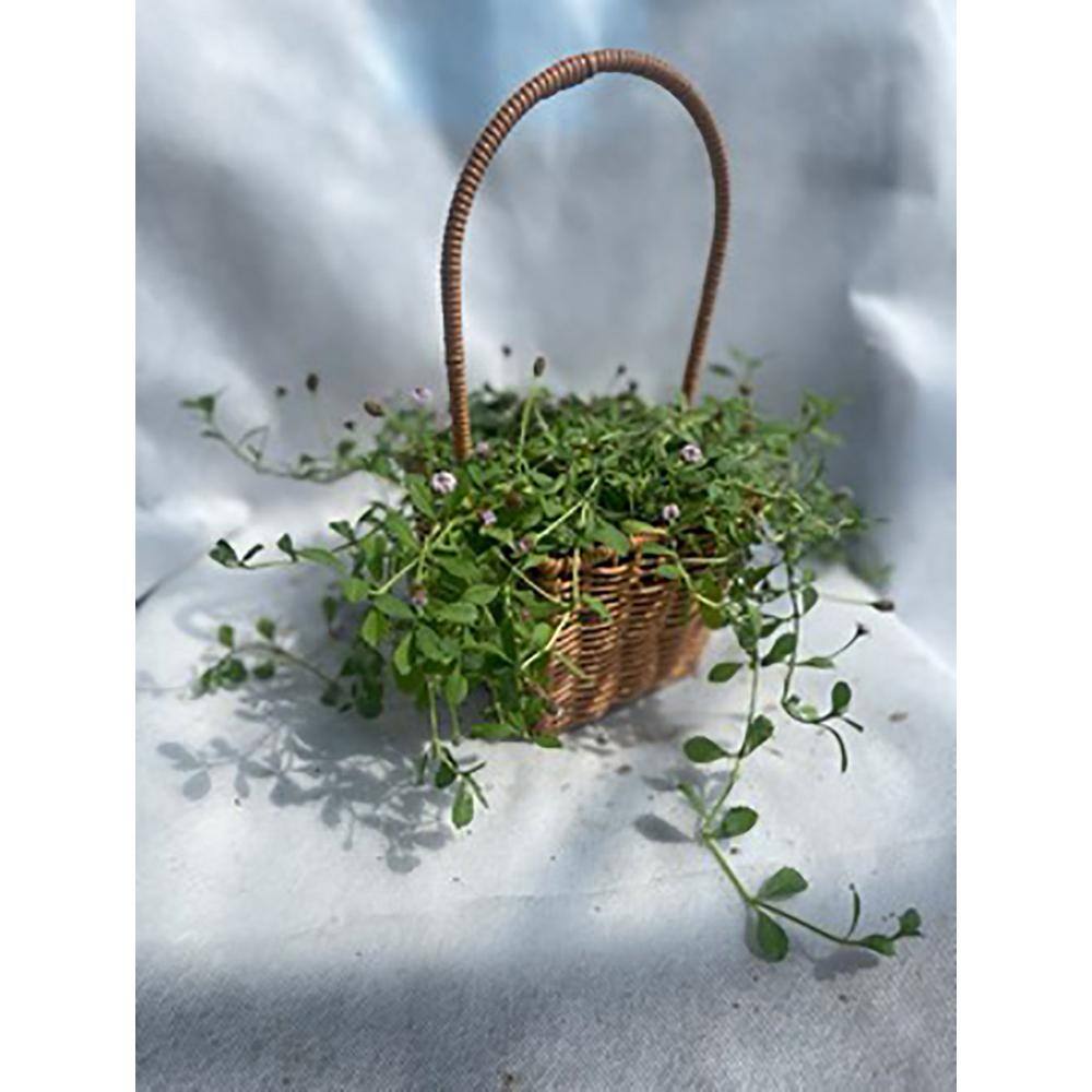 5.3 in. Phyla Nodiflora Succulent, With Pink Flowers - Hercitys