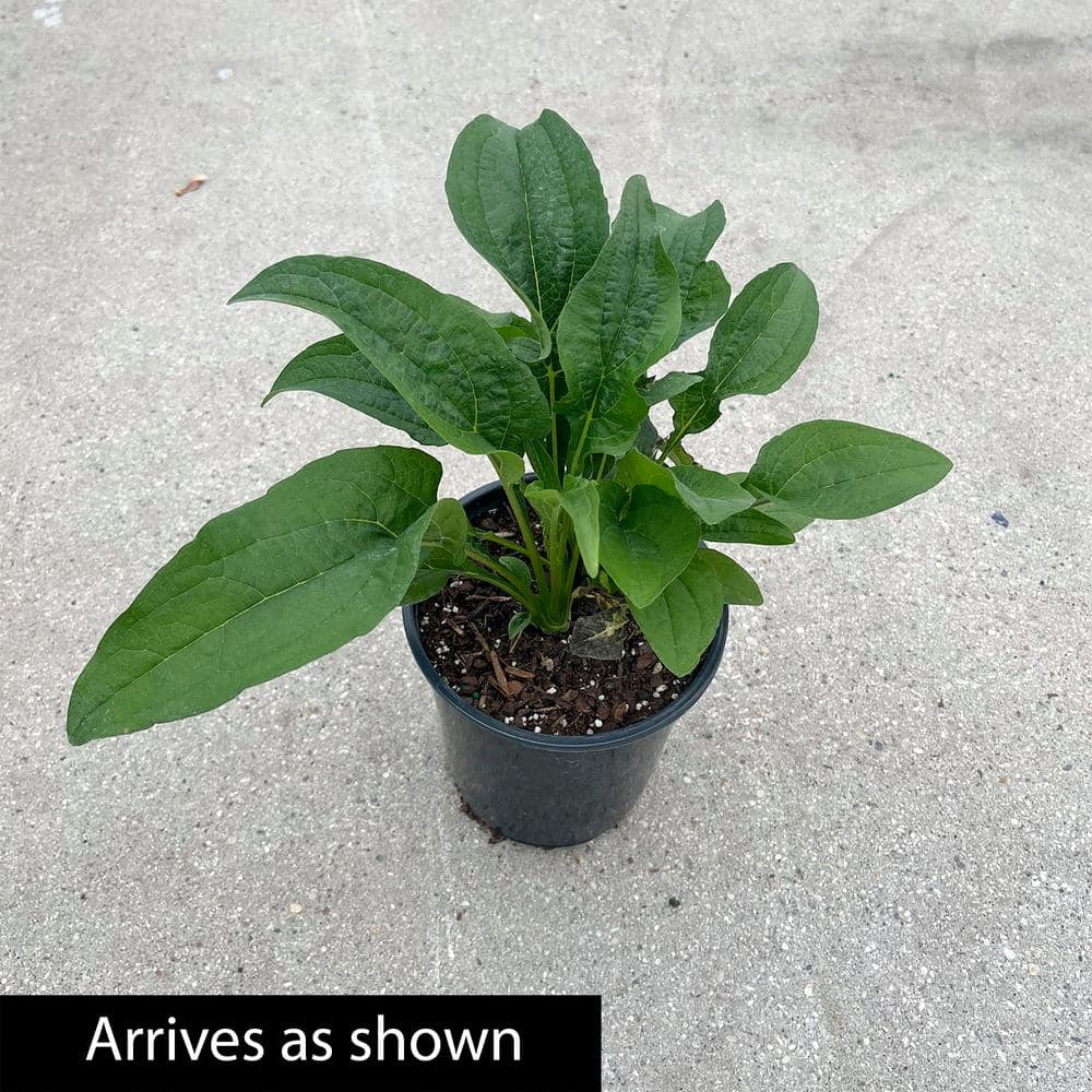 1 Gal. Pot, Fiery Meadow Mama Coneflower Flowering Perennial Plant (1-Pack) - Hercitys