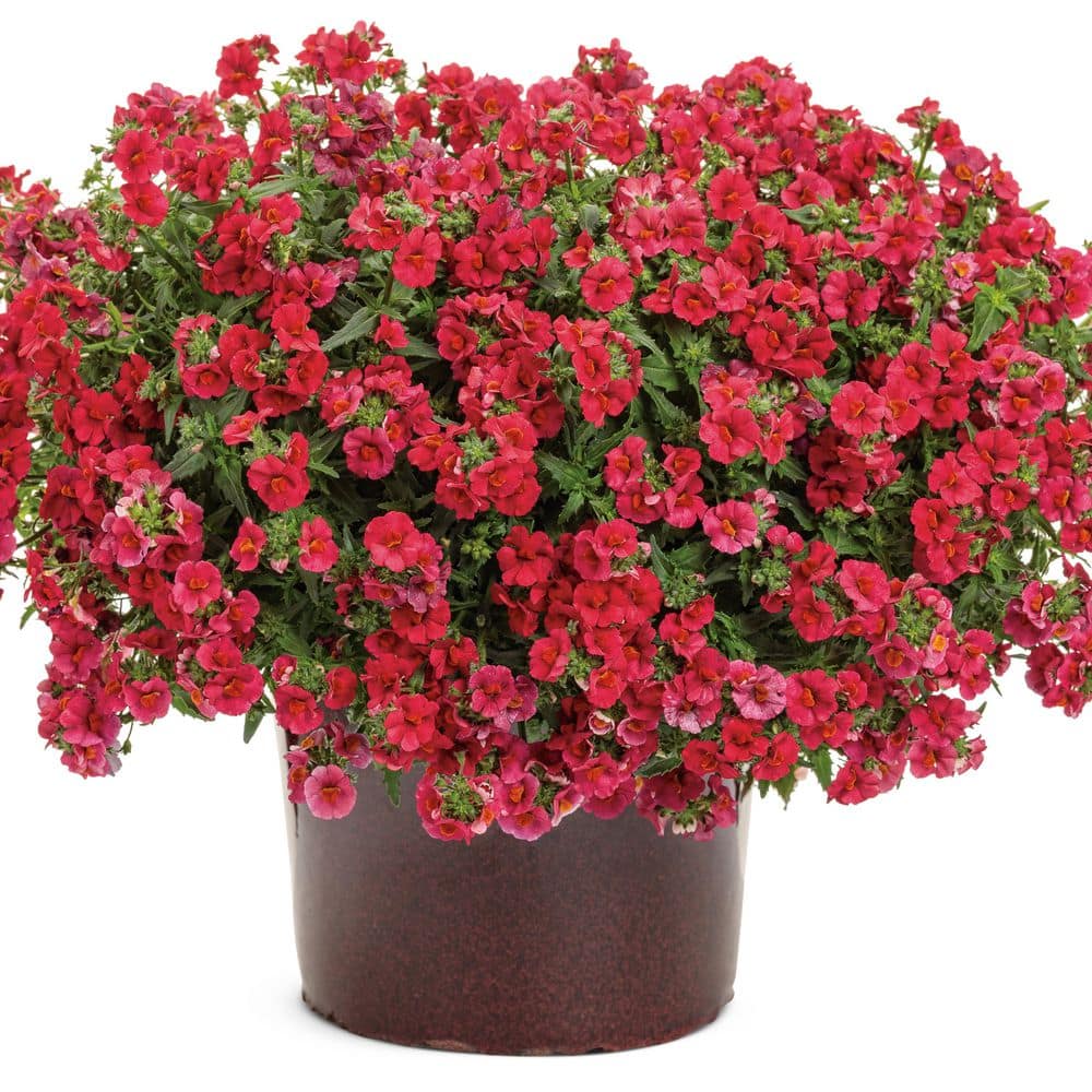 4.25 in. Eco+ Grande Sunsatia Cranberry Red Nemesia (Hybrid) Live Annual Plant with Red Flowers 4-Pack - Hercitys